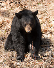 Black Bear Animal Stock Photos.  Black bear close-up profile view sitting in the field in its habitat and environment displaying black fur, big body, head; ears; eyes; nose; muzzle; paws, claws. Image