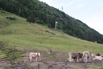 Fototapeta premium steiermark