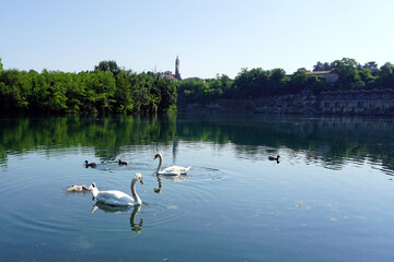 Italy, Lombardy, Adda river, swan with chicks