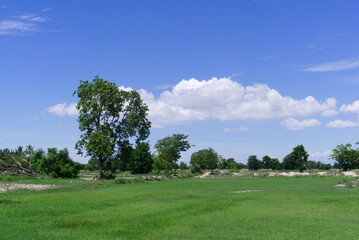 Grassland, trees and blue skies
