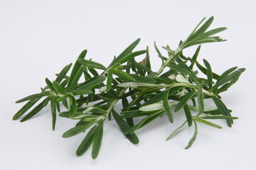 Fototapeta premium Rosemary is an herb. It is native to the Mediterranean region but is now grown worldwide. ... In foods, rosemary is used as a spice.