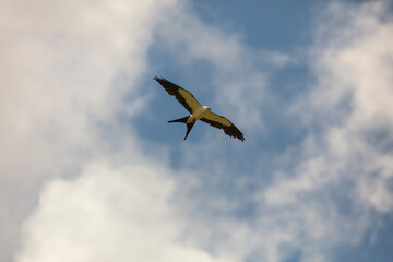 Elegant Swallow-tailed kite forages for large insects flying over a melon field outside the Lower Suwannee National Wildlife Refuge, Cedar Key, Florida, which is the key habitat for this bird.