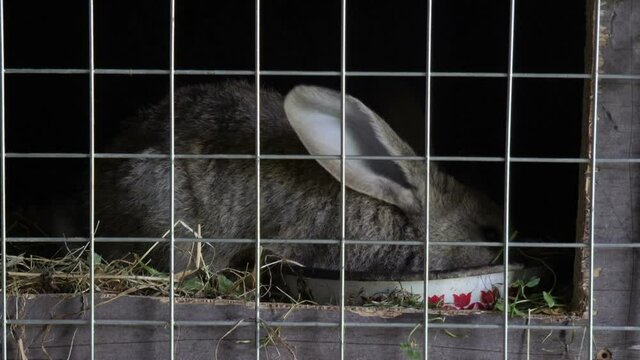 Rabbit closed in a cage.