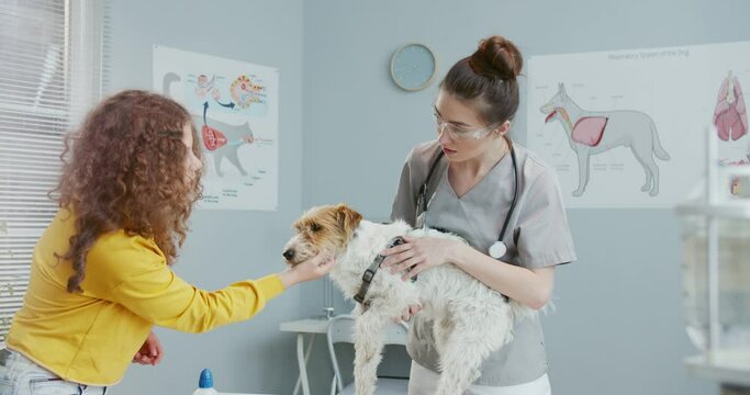 Owner of dog, beautiful curly girl in yellow sweater, holding pet at doctor's appointment at veterinary clinic. Dog stands on examination table while female vet in form with statoscope examines it.