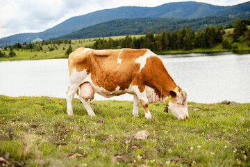 Fototapeta na wymiar Portrait of a cow on the grass