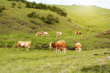 Fototapeta na wymiar A hungry cows on a pasture