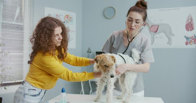 Beautiful curly girl in yellow sweater, holding pet at doctor's appointment at veterinary clinic. Dog stands on examination table while female vet in form with statoscope examines it.