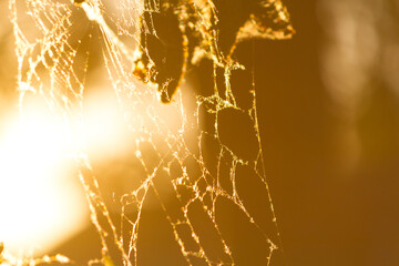 Spider web close up