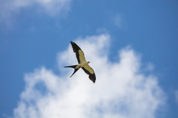 Elegant Swallow-tailed kite forages for large insects flying over a melon field outside the Lower Suwannee National Wildlife Refuge, Cedar Key, Florida, which is the key habitat for this bird.