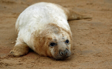 Grey seal pups on the coast of the North Sea