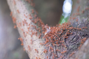 
Red ants are helping to pull food to keep in the nest.
