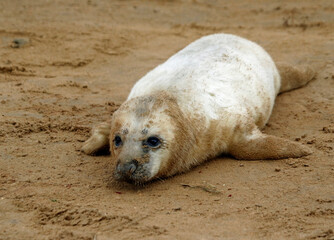 Grey seal pups on the coast of the North Sea