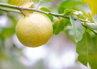 
Lemon fruit has green leaves and blurred background