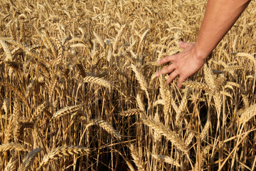 Farmer hand touches the ears of wheat in the field. The farmer walks around the field and enjoys the ripening wheat crop.