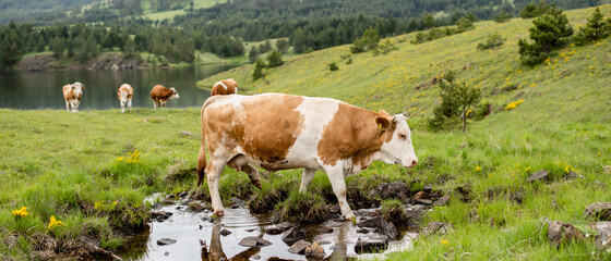 A brown cow in the fresh water