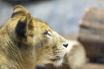 ライオンの横顔素敵