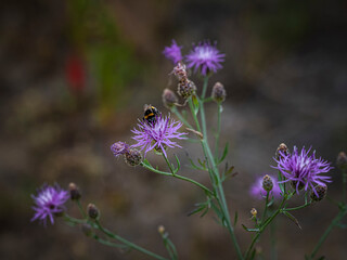 Kornblume mit Hummel