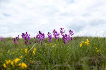 Wild flowers on the meadow