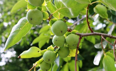 柿　青柿　未熟　風景
