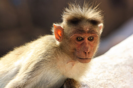 Closeup of a monkey face (Rhesus macaque; Macaca mulatta)