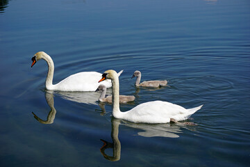 Italy, Lombardy, Adda river, swan with chicks