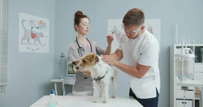 Middle plan of male and female veterinarians measuring dog temperature on an examination table in area of a veterinary clinic. Teamwork. Concept of pets care, veterinary, healthy animals.