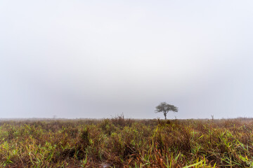 Foggy field landscape with strange shape tree