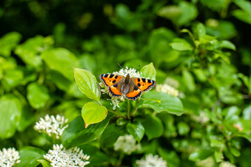 Butterfly in the nature