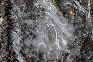 Patterned ice in a puddle with mud
