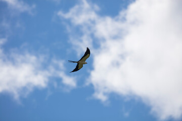 Elegant Swallow-tailed kite forages for large insects flying over a melon field outside the Lower Suwannee National Wildlife Refuge, Cedar Key, Florida, which is the key habitat for this bird.