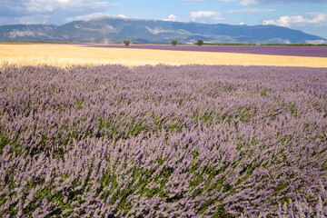 Obraz na płótnie Canvas provence countries lavender fields and sunflowers region of france