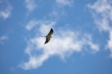 Elegant Swallow-tailed kite forages for large insects flying over a melon field outside the Lower Suwannee National Wildlife Refuge, Cedar Key, Florida, which is the key habitat for this bird.