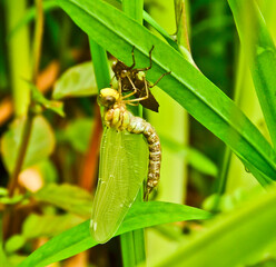 A dragon fly, a bubble tube has just slipped out of t e larva, the nymph and is hanging and drying on it`s own larva 
