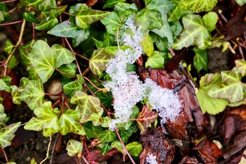 Efeu im Herbst (erster Schnee)