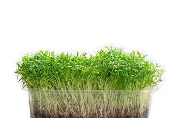 Fresh cilantro seedlings in plastic container isolated on white
