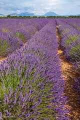 Fototapeta na wymiar provence countries lavender fields and sunflowers region of france