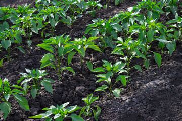 Organic pepper seedlings growing eco farm