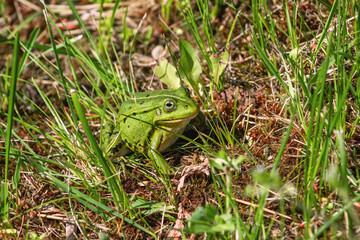 Frog in the grass