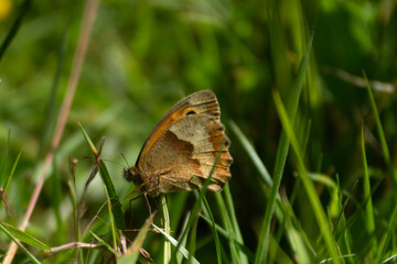 meadow brown butterfly on grass