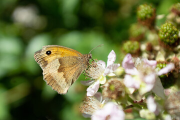 meadow brown butterfly 