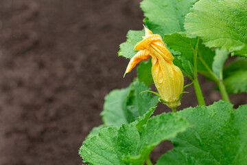 Flower and leaves of pumpkin growing in vegetable garden