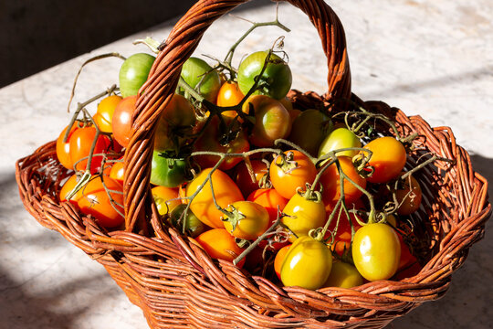 Basket of tomatoes in the sun