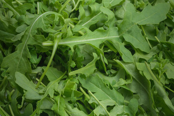 Fototapeta premium Fresh leaves of arugula.