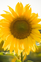 Obraz premium young growing sunflower, with large yellow leaves on a sunny day