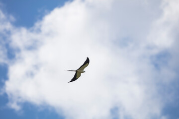 Elegant Swallow-tailed kite forages for large insects flying over a melon field outside the Lower Suwannee National Wildlife Refuge, Cedar Key, Florida, which is the key habitat for this bird.