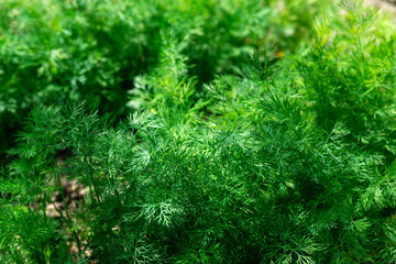 Green dill in the garden