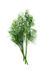 Sprig of dill on a white