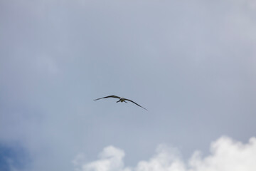 Elegant Swallow-tailed kite forages for large insects flying over a melon field outside the Lower Suwannee National Wildlife Refuge, Cedar Key, Florida, which is the key habitat for this bird.