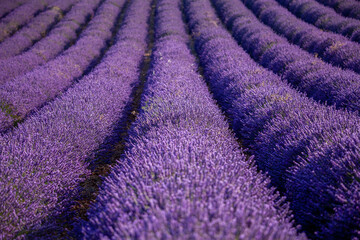 Naklejka na ściany i meble provence countries lavender fields and sunflowers region of france