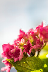 pinkfarbige Hortensie im Sommeregen